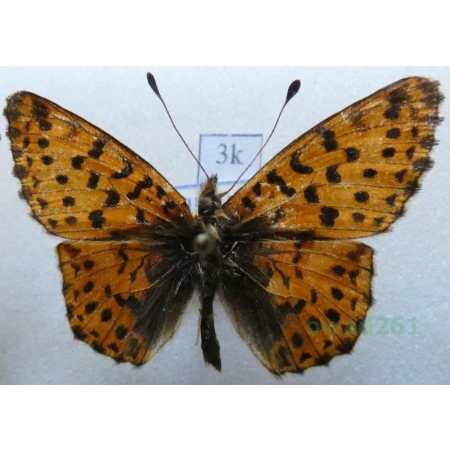 Boloria graeca (Staudinger, 1870) Bulgaria3k